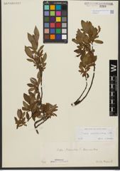 Foto von Salix waldsteiniana Willd.